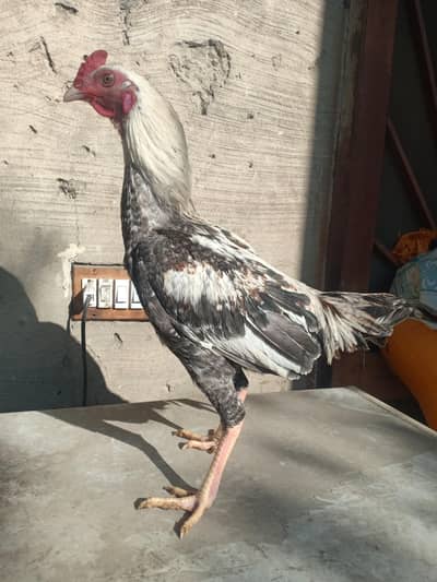 Very active and energetic desi aseel jawa murga