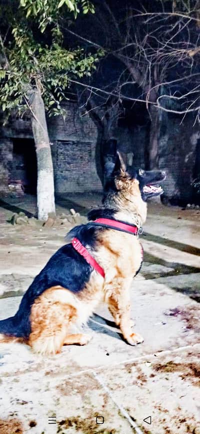 German Shepherd dogs hoshiyar dogs