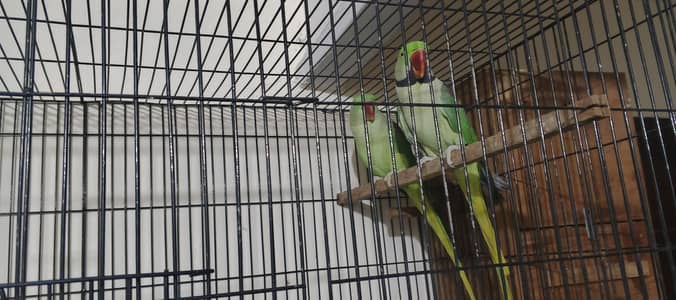 best quality Raw parrots Breeder pair availabel
