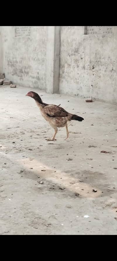 aseel breeder aseel patha Aseel madiyan for sale