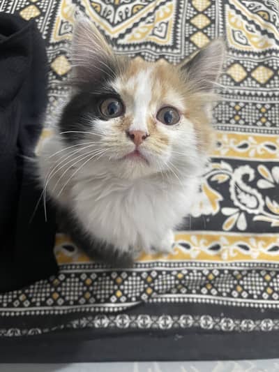 Cutel lil guy for adoption