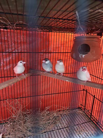 Java and Zebra Finches