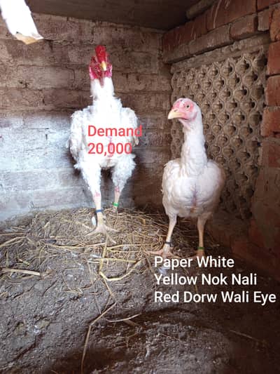 Heera Aseel Paper White