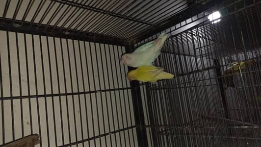 Lovebird pair healthy active