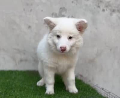 Russian puppy Dogs for sale 3 month age Whatsapp no 03222352063