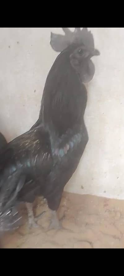 Ayam cemani pair