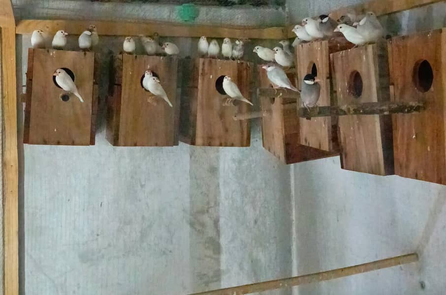 White & Silver Java 0