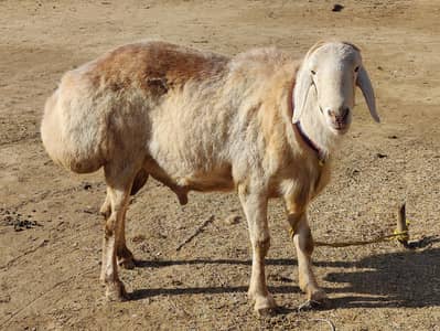 Turkish Male dumba for sale
