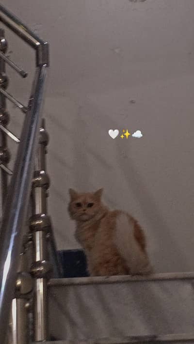 persian cat with long hair