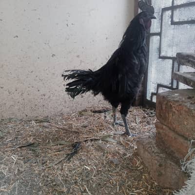 ayam cemani murga