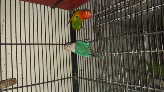 Lovebird breeder pair