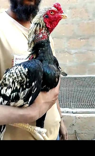 high quality sawa mushka 03711036880