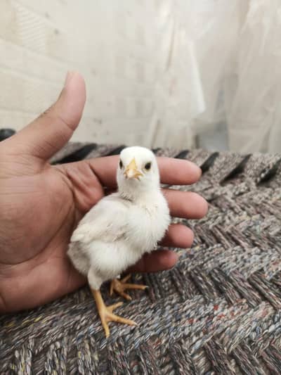 Paper white heera chicks achi quality mai