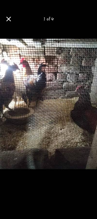 Golden Misri for sale