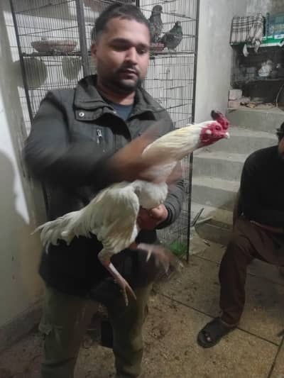 Aseel Heera Topla Taj