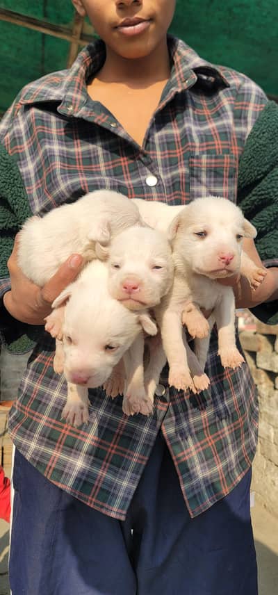 Pink Nose Russian Puppies Available