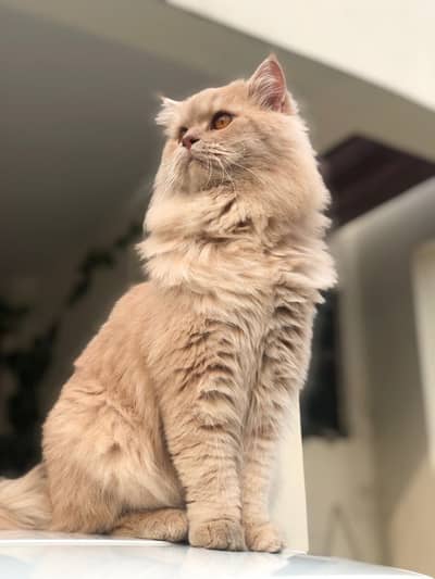 Persian Cat for Sale