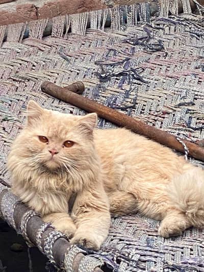 male cat breed 13 months full active
