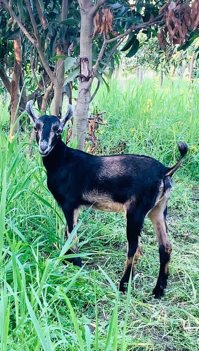 Barbari galmori goats kids