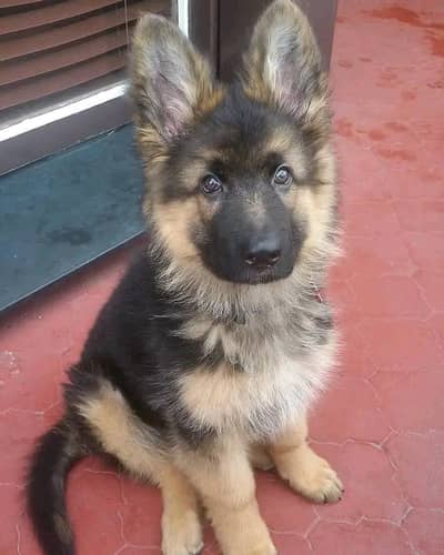 German Shepherd puppy Dog for sale Call My WhatsApp 0341/2721/593