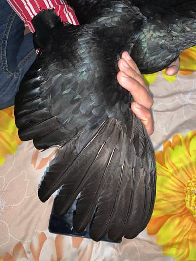 Thai cross out class quality