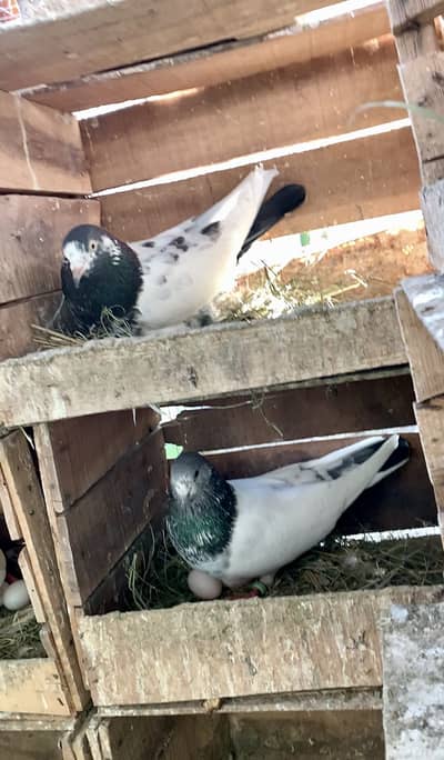 Super resulted (Expansive) Kabotar Sale