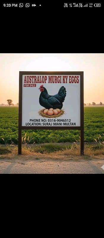 Australop Eggs. Chicks. Breeder. for sale