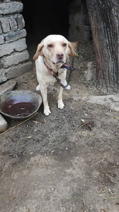 yang bared Kelly tayar he belkul or important chez he