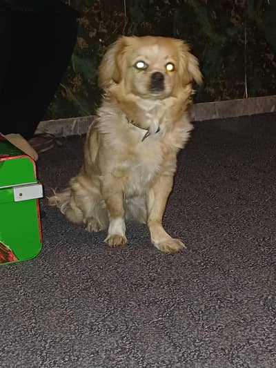 i'm selling my puppy