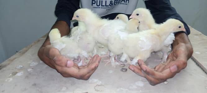 white heavy buff Cochin age 20to40days old Chick