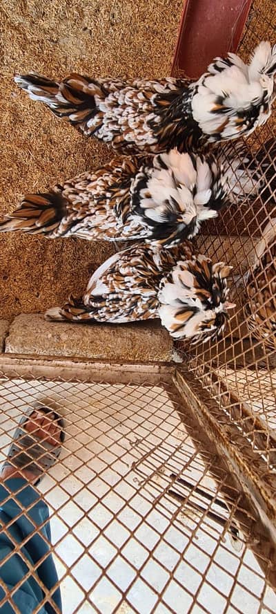 light / blue Columbian brahma, Tolbunt Polish Chicks