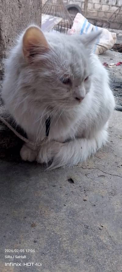 double coat persion cats 2pcs