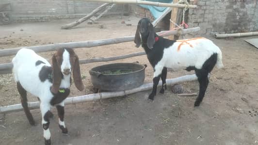 qurbani Waly khobsorat male bakray gosht ka wazan 1ka 14 say 15kg