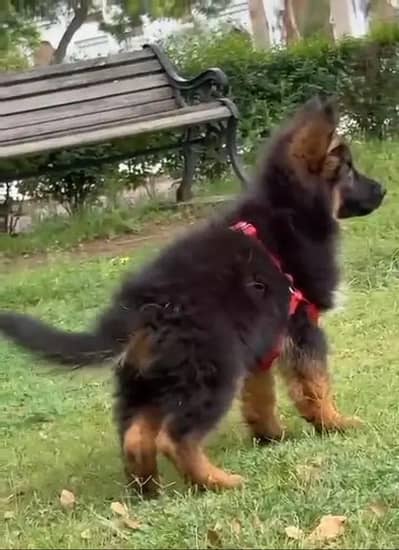 German Shepherd Dog urgent for sale Call My WhatsApp 0341/2721/593