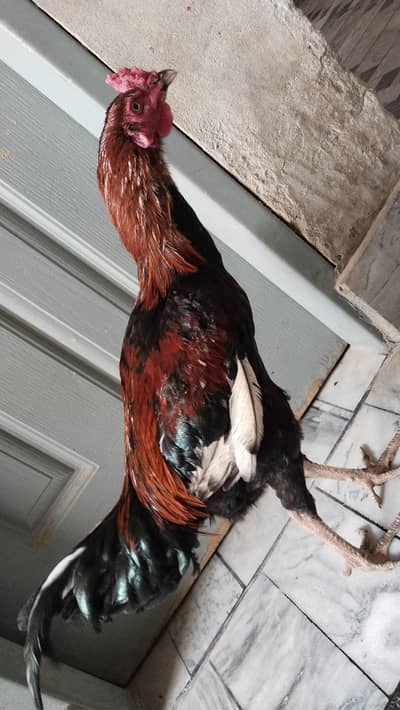 Aseel Murgh for Sale – Powerful, Active & Pure Line