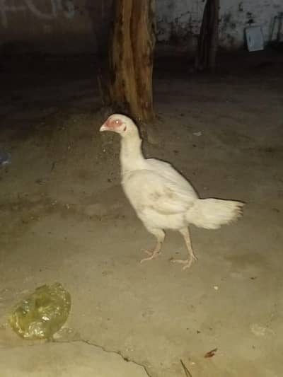 assel hens kaloo village