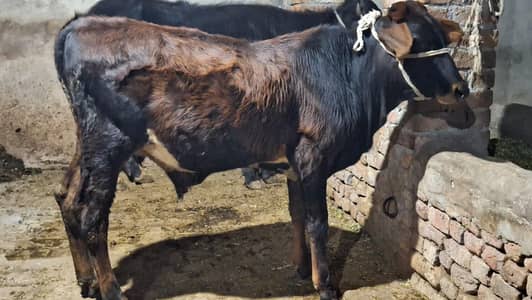 wacha/wera/katta/bufellow/cow/bull