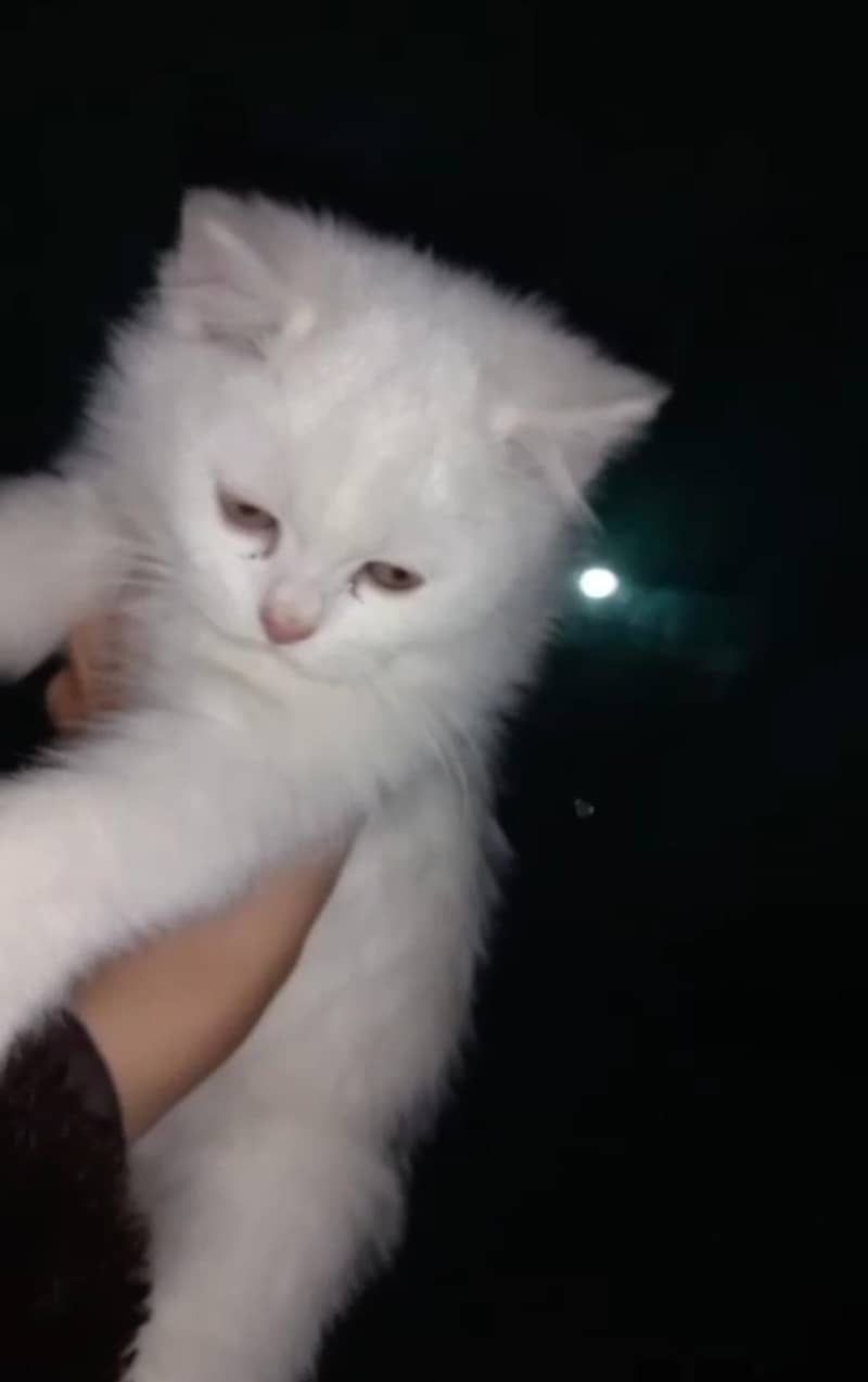 Persian kitten 0