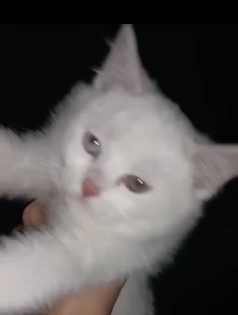 Persian kitten 2