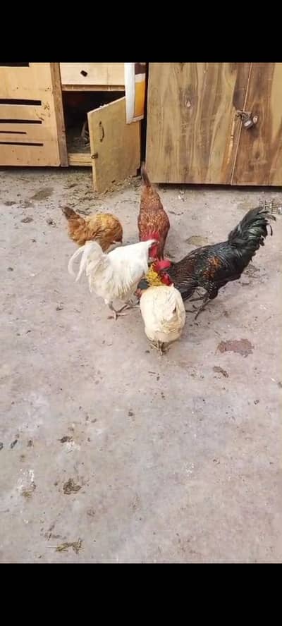 golden misri male female forsale