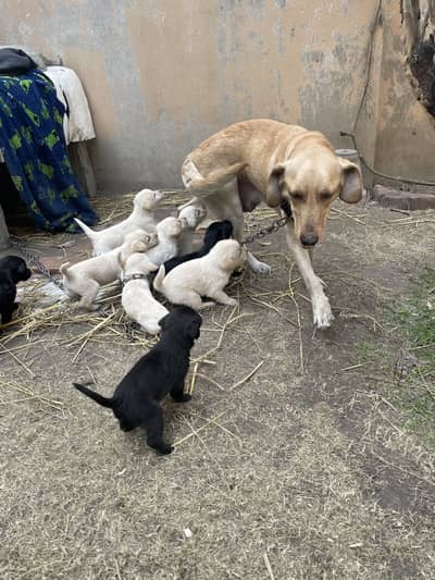 Puppies of Labrador