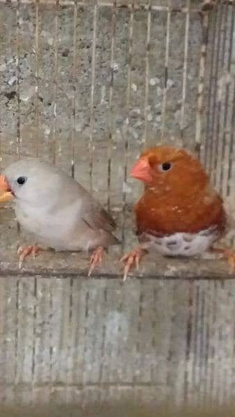 Orange finch cocktail Hand tame