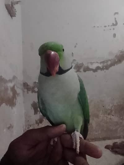 Kashmiri raw Perot VIP tokig 03162486533