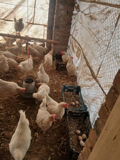 white sandy dasi eggs wali murgi for sale chakwal