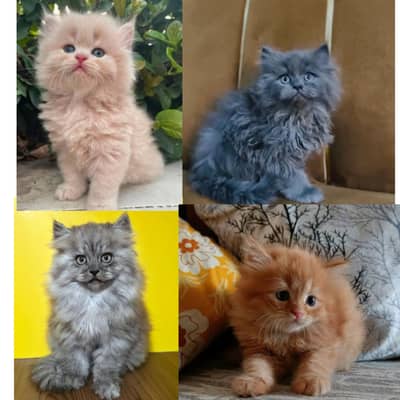 LOCATION: SARGODHA CONTACTS US : 03105322532