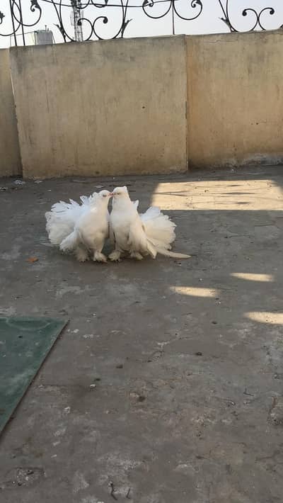 white American breeder pair