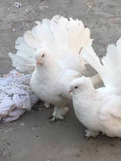 white American breeder 2 male for sale 3000 per piece