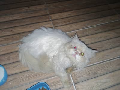 persian cat