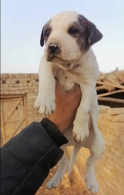 bully female puppy