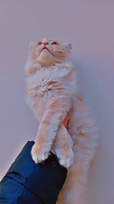 Persian cat